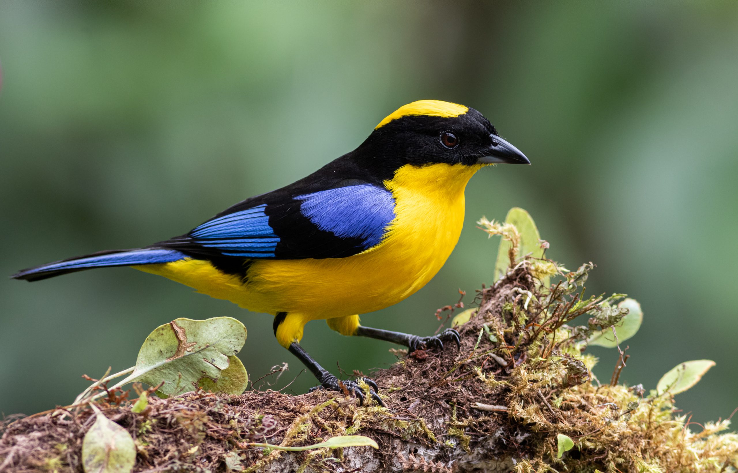 Blue-winged Mountain-Tanager. Anisognathus somptuosus